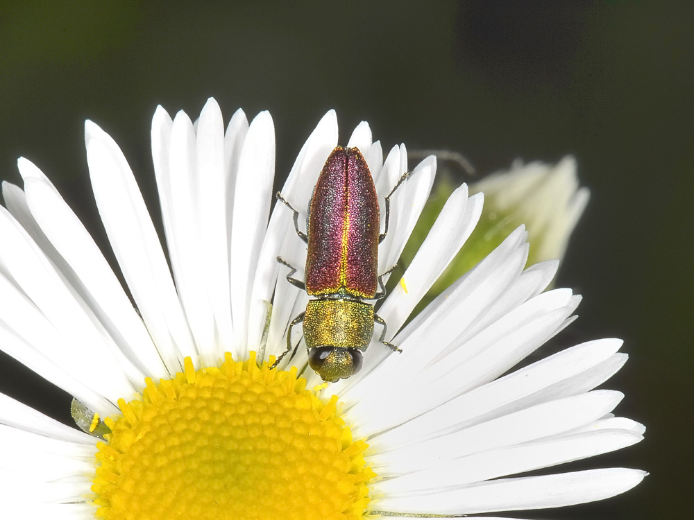 Anthaxia cichorii (Buprestidae)